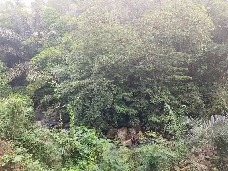 dijual tanah kebun durian dan manggis dengan air terjun di bali - Image 3 of 10