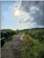 tanah 1,4 hektar di pantai pasut Tabanan - Image 5 of 7