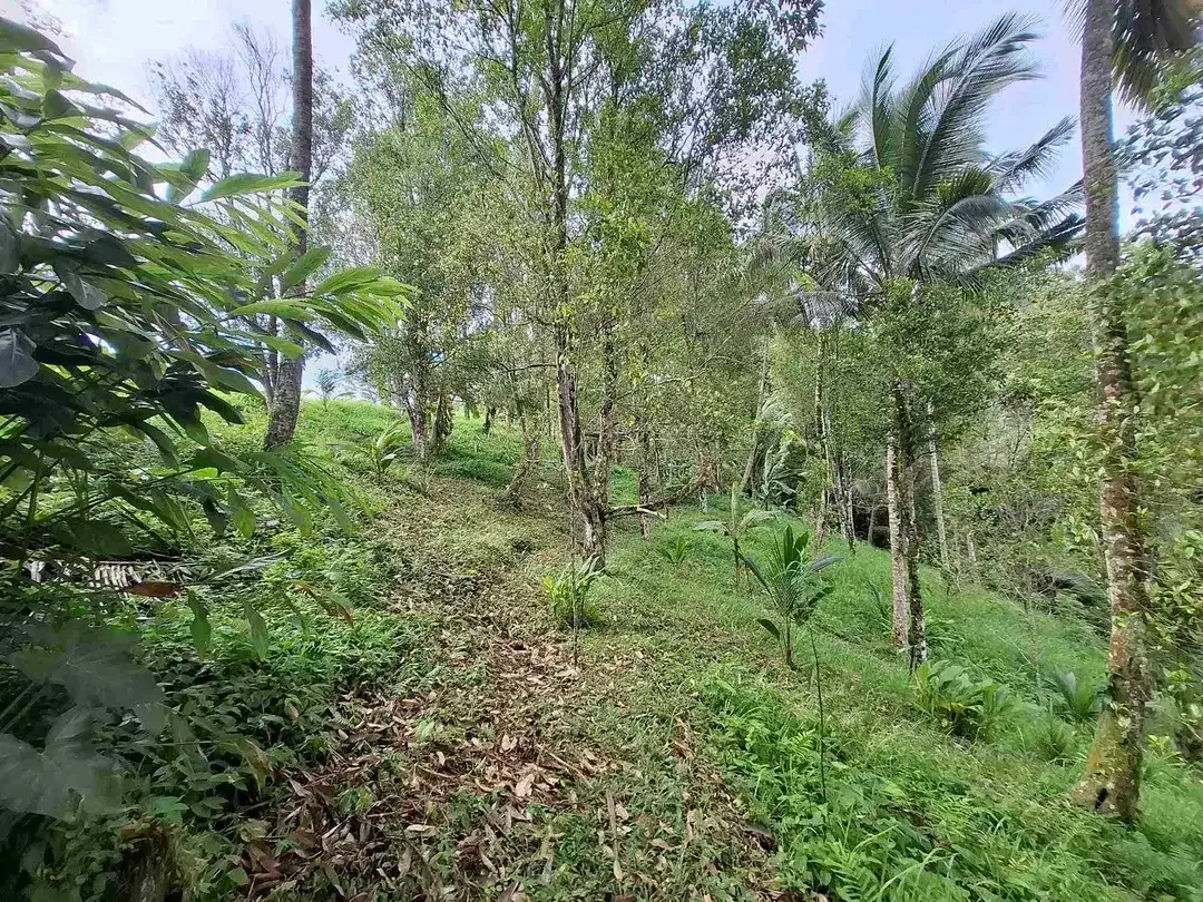 tanah kebun murah view sawah berada di kecamatan selemadeg tengah - Image 7 of 10