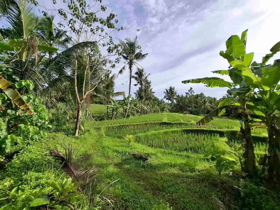 tanah view sawah luas kecil - Image 2 of 8