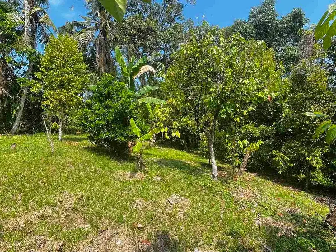 jual kebun manggis luas kecil, 100 meter dari jalan utama antar propinsi denpasar gilimanuk. - Image 6 of 10