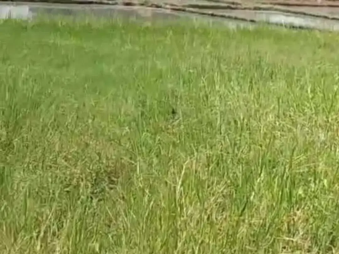 Di Jual Tanah Siap Bangun, Lokasi Premium Dekat Pantai SesehLokasi tanah di dekat pantai seseh. - Image 5 of 7