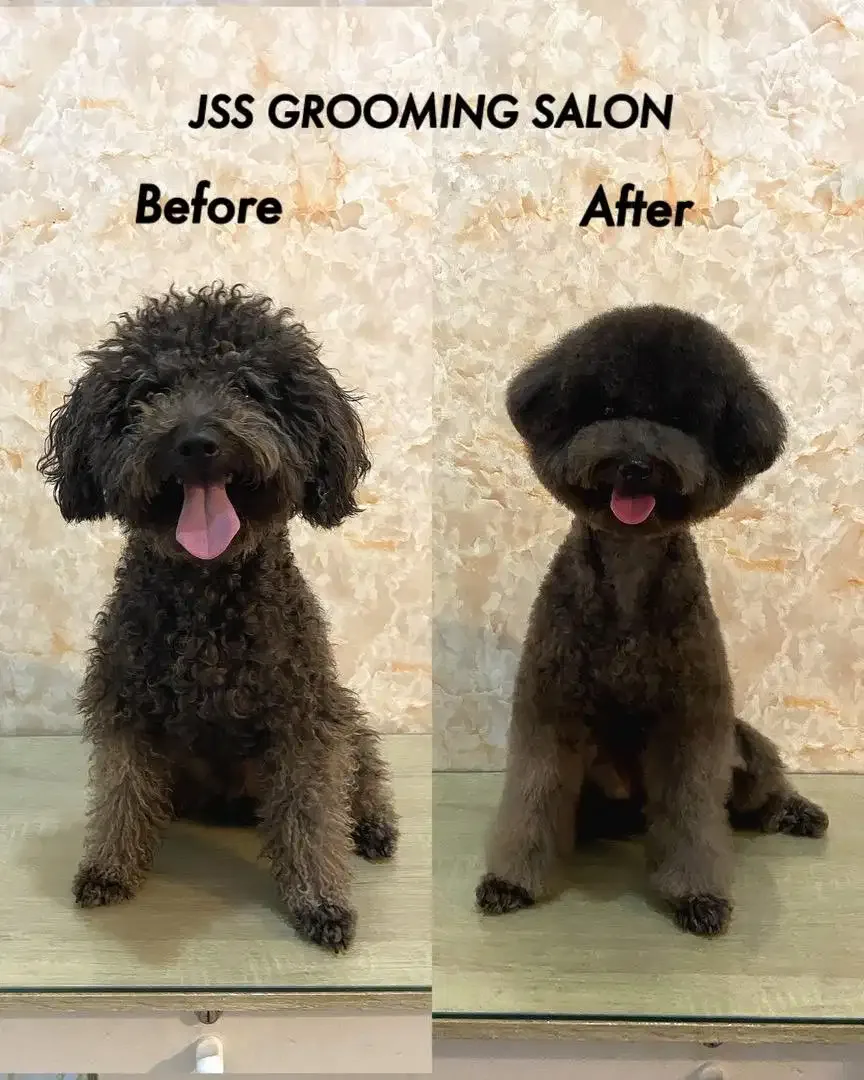 Jss grooming salon anjing - Image 9 of 10
