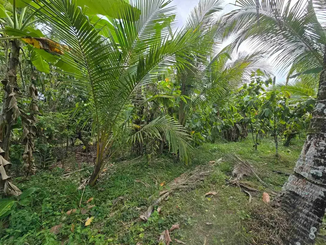 Dijual tanah murah view sawah akses jalan hotmik di tabanan bali - Image 8 of 10