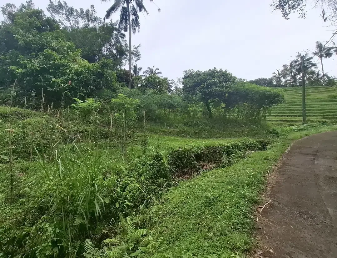 Dijual tanah sawah murah di selemadeg tabanan - Image 9 of 9