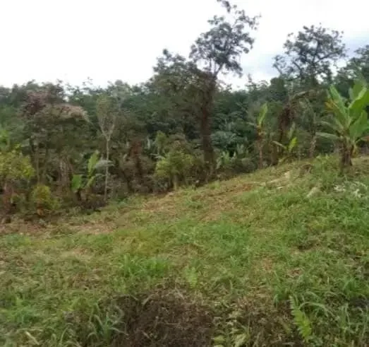 Tanah kebun dekat Talasi Estate dan Alassari Plantation Bali - Image 3 of 3