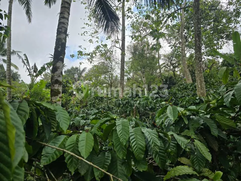 Dijual Tanah Kebun Kopi Pr - Image 3 of 4