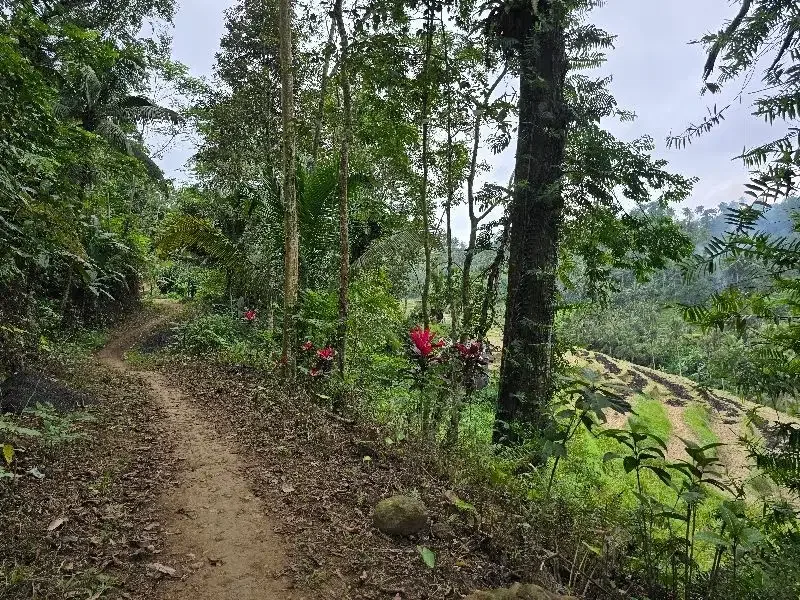 DIJUAL TANAH KEBUN VIEW SAWAH SANGAT MURAHdi tabanan bali - Image 9 of 10
