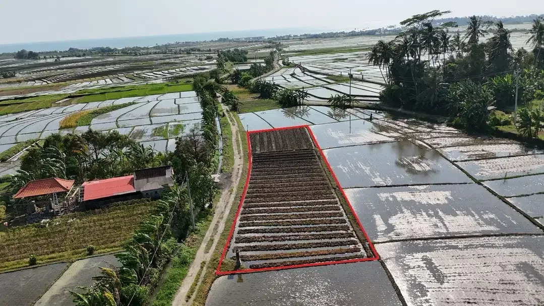 Tanah 9 Are Di Tibubiu Kerambitan Tabanan Dekat Pantai Pasut Kelating - Image 1 of 10