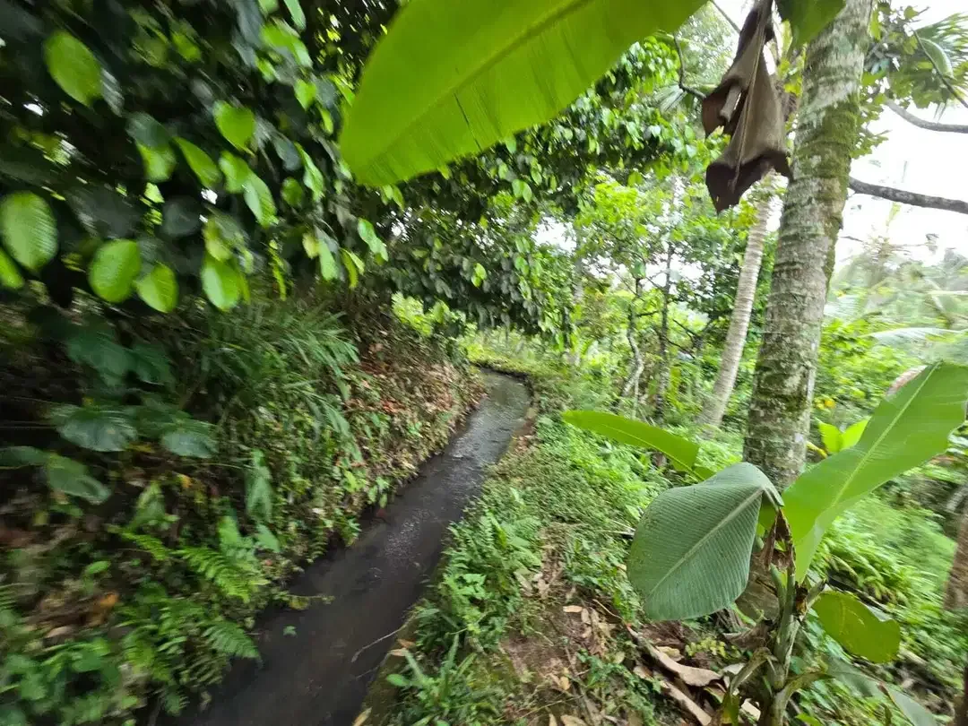 Dijual tanah di bali los sungai dengan view exotik jugle - Image 9 of 10