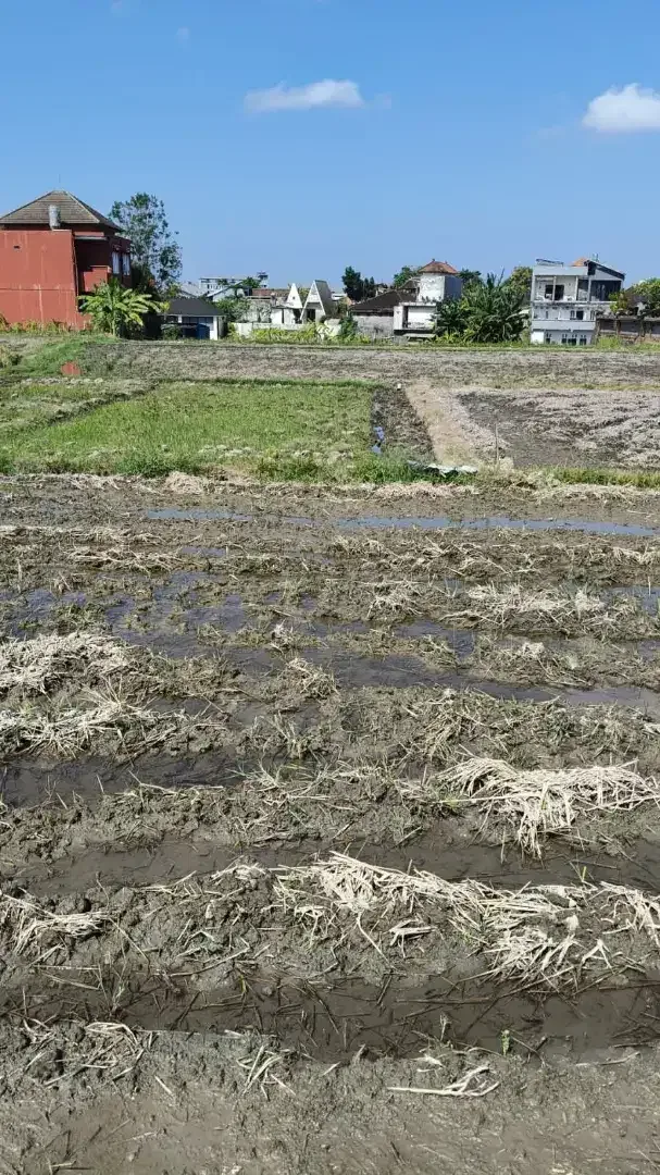 DIJUAL KAVLING SHM SIAP BANGUN DI BUDUK - MULAI 100 M² - VIEW SAWAH - Image 4 of 5