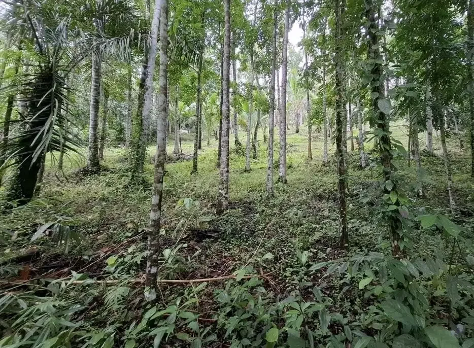 Dijual tanah kebun los sungai dengan view sawah terasering - Image 8 of 8