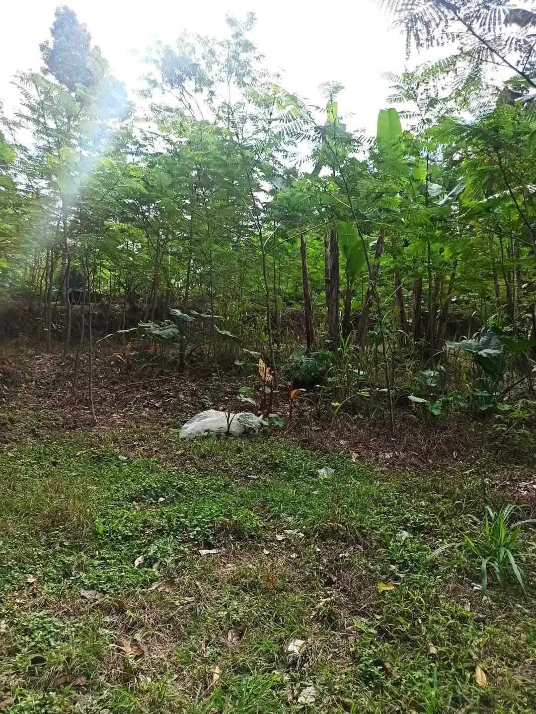 DIJUAL TANAH MURAH DI UBUD GIANYAR - Image 6 of 8