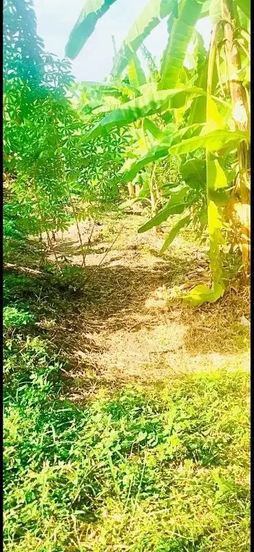 tanah kontrak di umalas short cut to berawa - Image 3 of 7