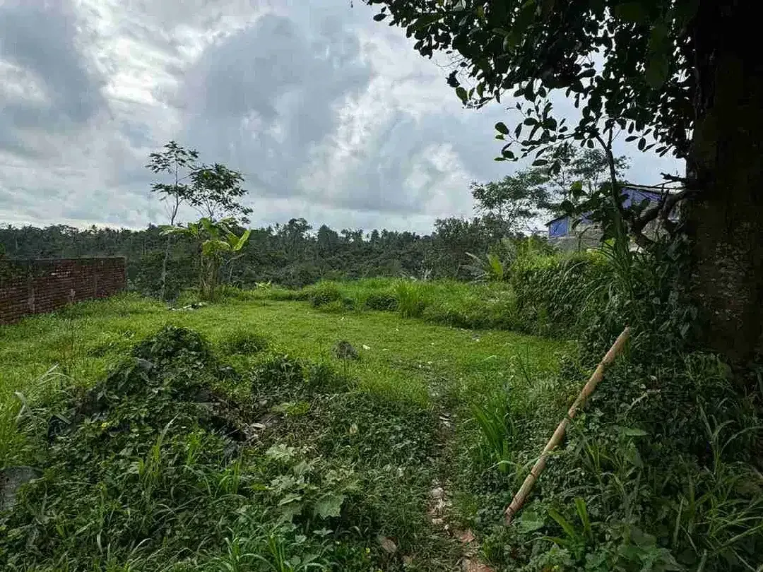 Tanah Premium Jalan Utama Tegalalang Full View Jungle - Image 6 of 9