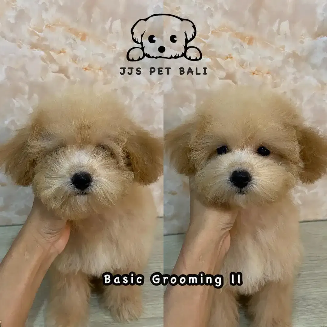 Grooming anjing di denpasar - Image 2 of 7