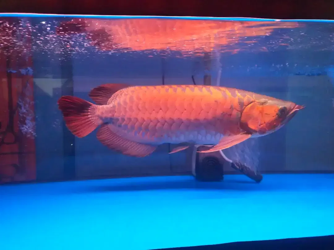 Arwana / Arowana Super Red Kalimantan 45CM ( Warna Full Blok ) - Image 2 of 5