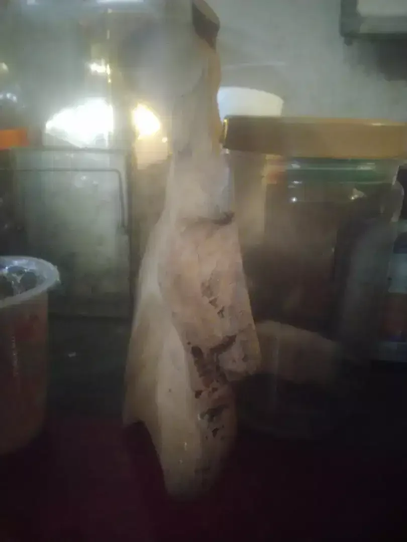 Galih kayu bentuk sapi - Image 3 of 5