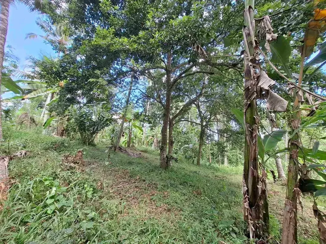 dijual tanah los sungai jernih berbatu lokasi sangat strategis dekat dengan jalan denpasar gilimanuk dijual di bawah harga pasar - Image 8 of 10