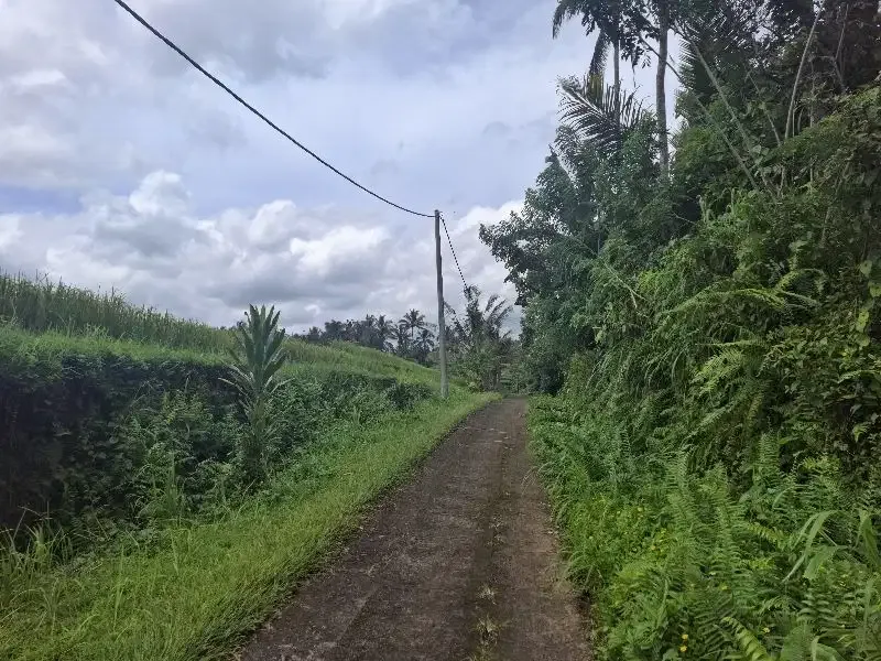 Dijual tanah murah dengan view sawah di tabanan bali - Image 7 of 7