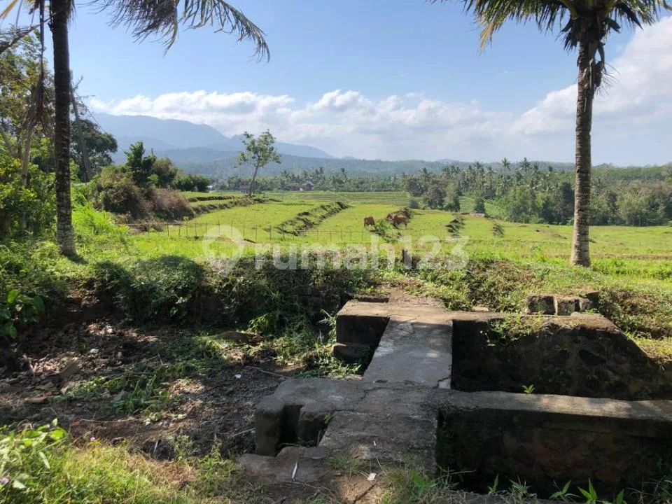 Tanah di Warnasari Jembrana Bali Untuk Perkebunan Dan Peternakan - Image 2 of 4