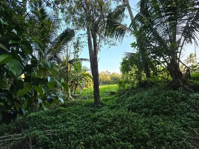 DIJUAL TANAH murah DENGAN VIEW SAWAH cantik dekat villa di bali - Image 4 of 10