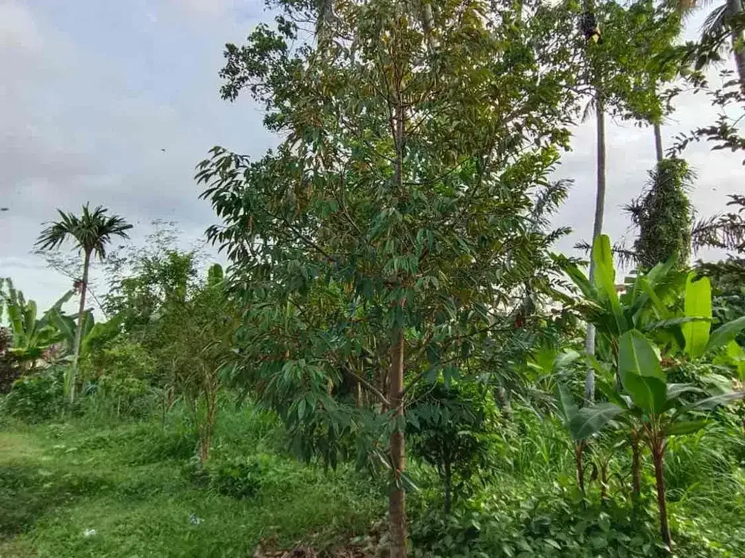 Di Jual Tanah Sukawati kontur tanah datar dekat ubud cocok untuk villa - Image 2 of 6
