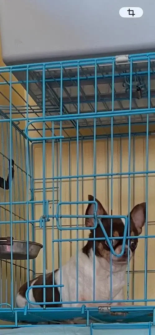 Chihuahua Betina Dewasa - Image 2 of 2