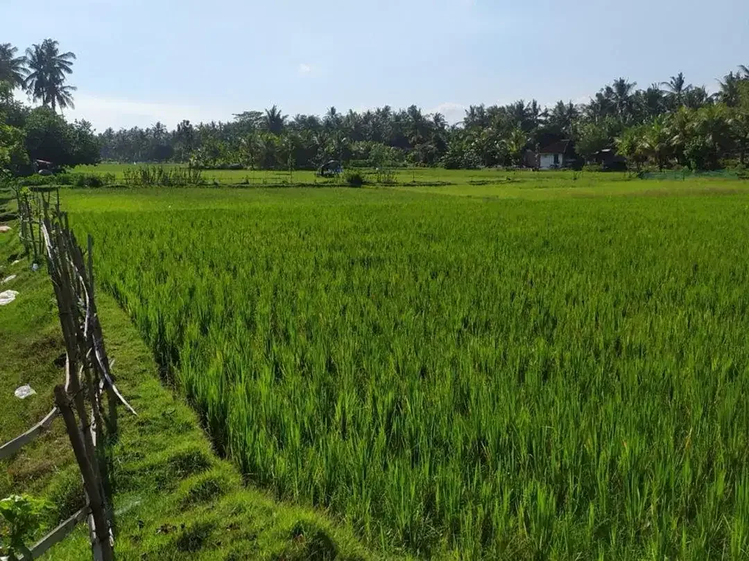 Dijual Tanah Hook Position & Tourism Zone, Los Pantai di Pebuahan – Investasi Pariwisata Bali Barat - Image 4 of 10