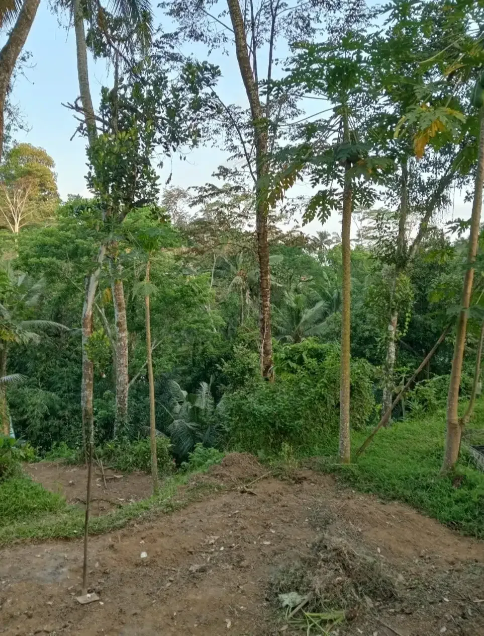 Tanah View Jungle di Bresela dekat Ubud Bali - Image 3 of 6