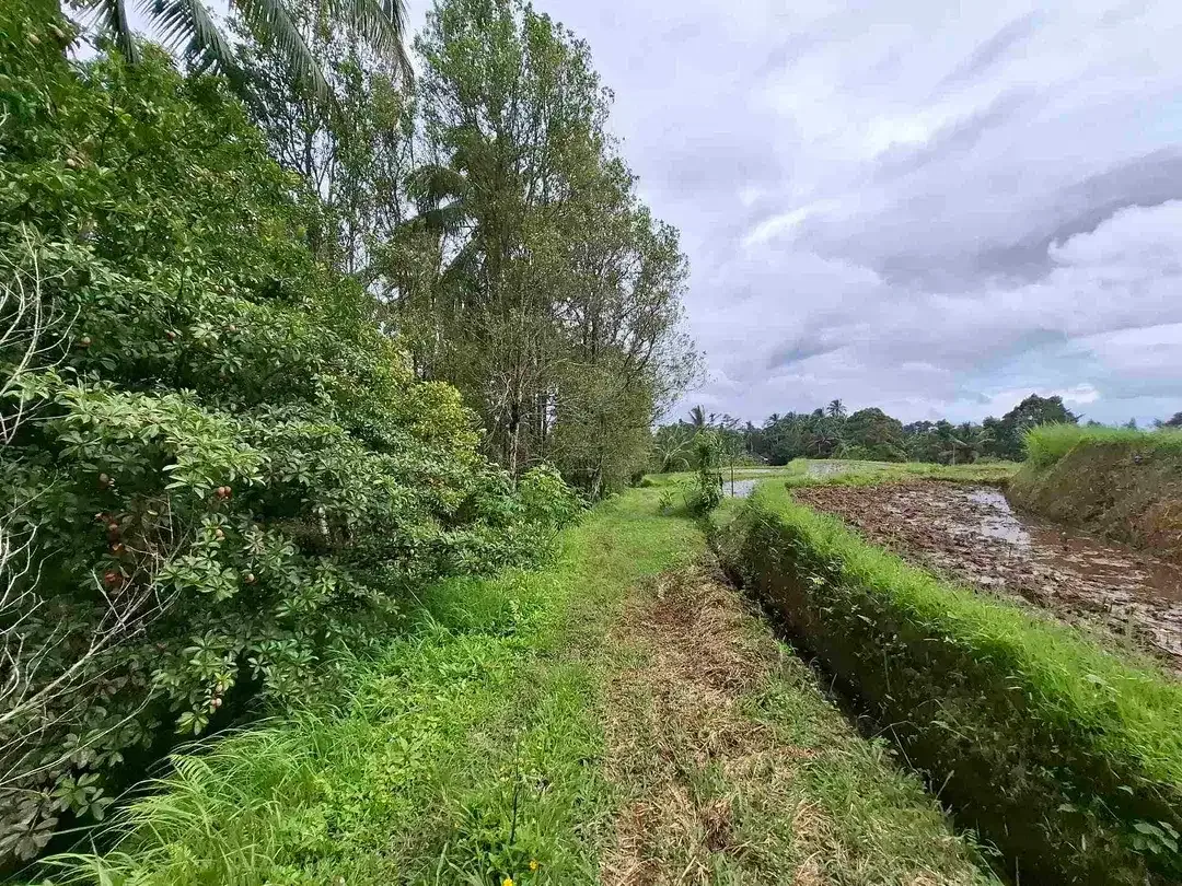 tanah kebun murah view sawah berada di kecamatan selemadeg tengah - Image 5 of 10