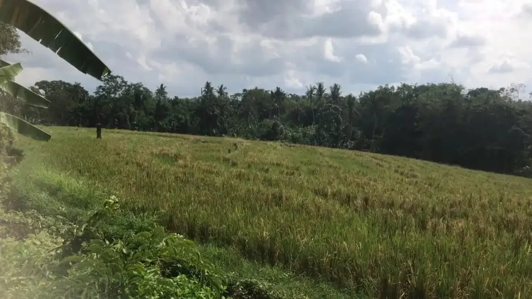 Dijual tanah murah dengan view sawah terasering di tabanan bali - Image 5 of 9