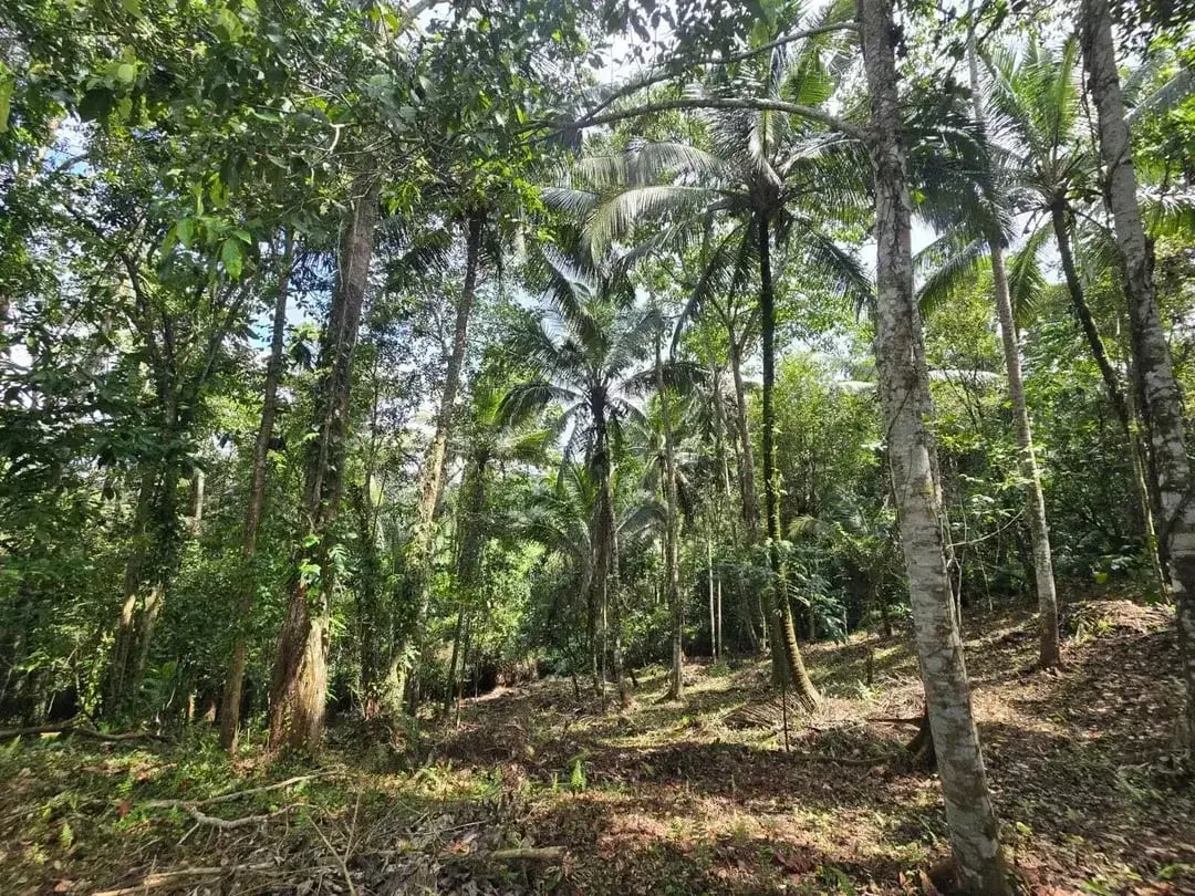 Dujual kebun durian manggus murah di tabanan balj - Image 6 of 10