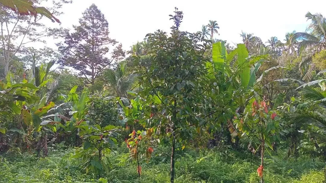 Dijual tanah kebun murah los sungai kecil - Image 1 of 7
