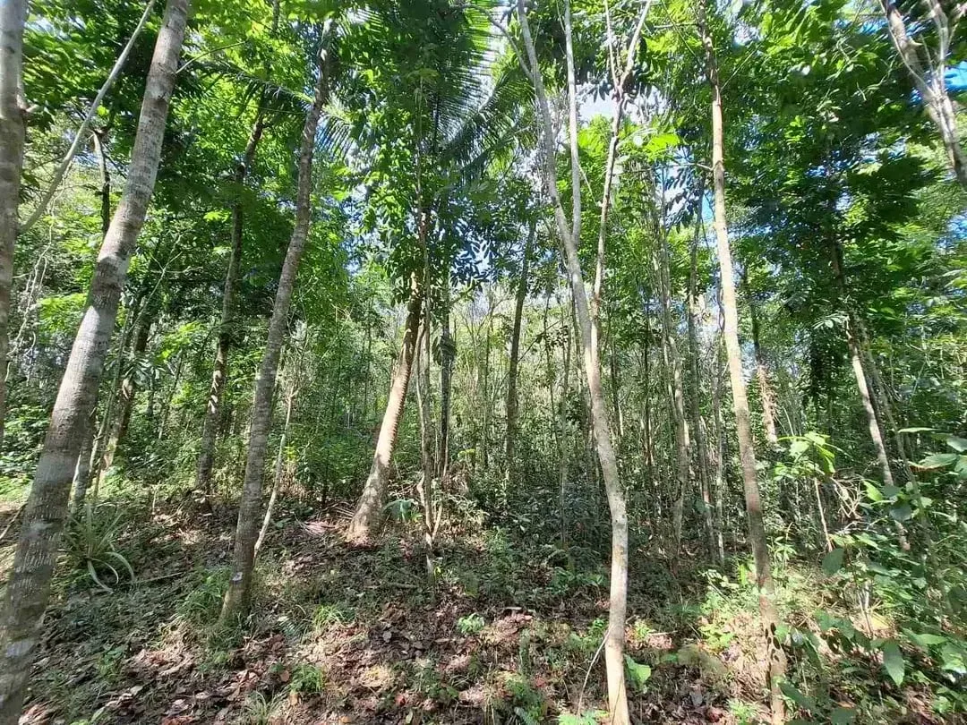 Dijual tanah kebun murah dengan sungau bebatuan murah di tabanan bali - Image 3 of 10