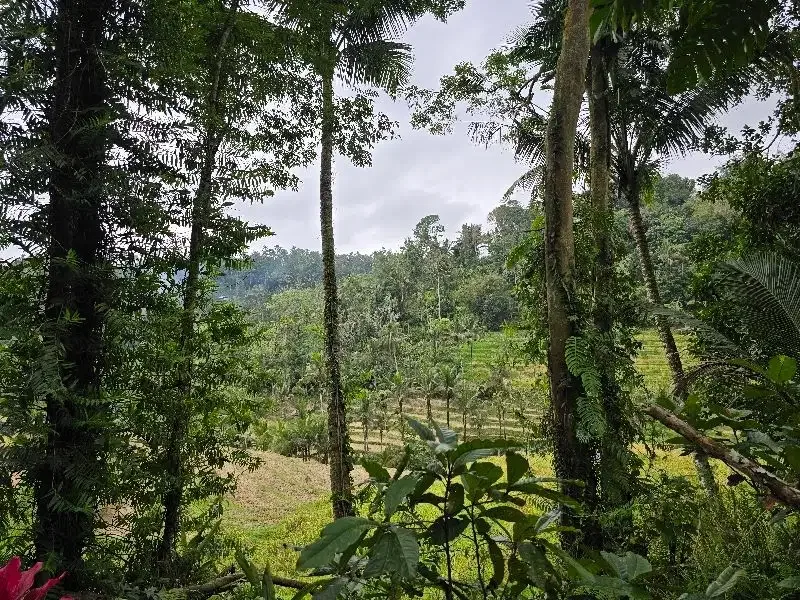 DIJUAL TANAH KEBUN VIEW SAWAH SANGAT MURAHdi tabanan bali - Image 6 of 10