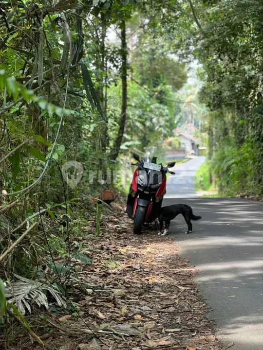 Dijual Murah Tanah Datar - Jalan Raya Kelusa Payangan, Dekat Ubud - Image 2 of 4