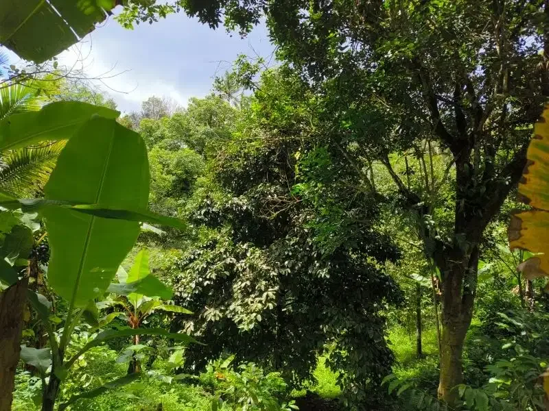 tanah kebun durian murah ditabanan bali - Image 8 of 10