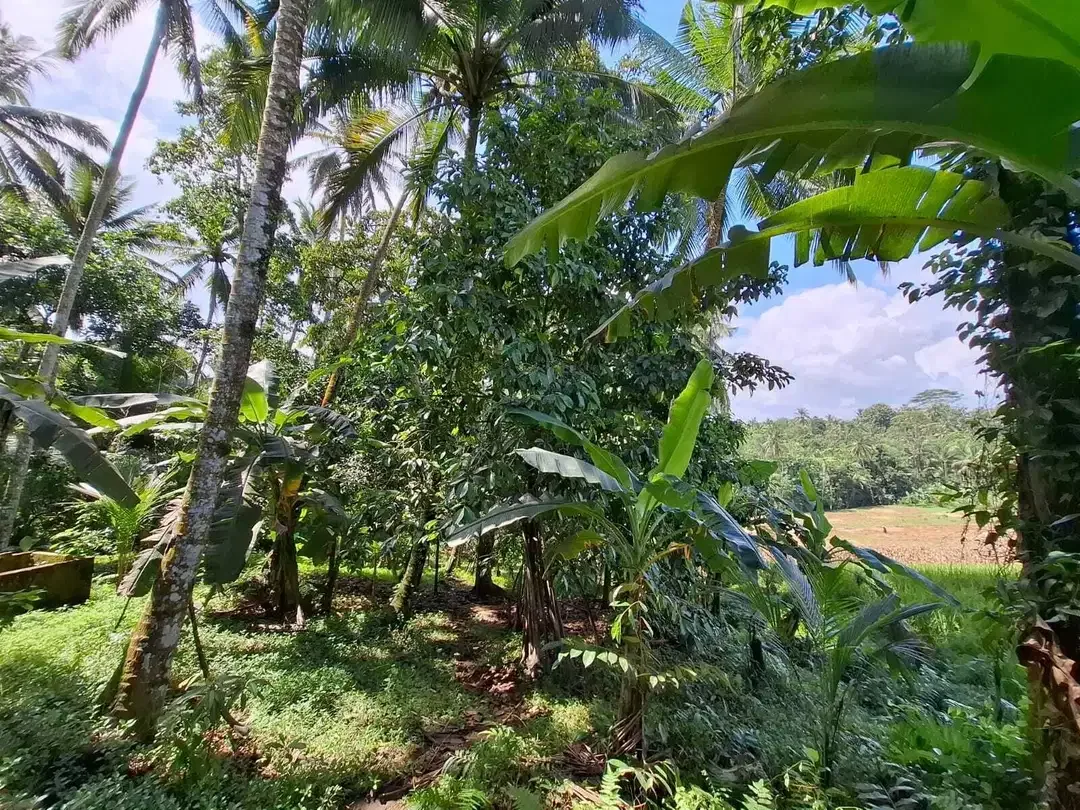 Dijual tanah cantik los sungai dan view sawah di tabanan bali - Image 6 of 10