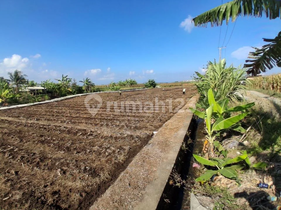 Dijual Tanah Murah 500MÂ² - Tibubiyu Kerambitan Tabanan Bali - Image 3 of 4