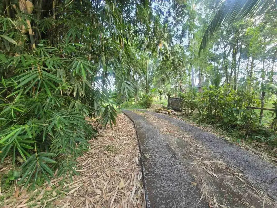 tanah kebun sangat subur dan strategis cocok untuk villa dengan view sawah terasering di area wisata selemadeg - Image 10 of 10