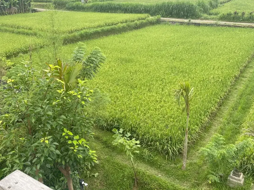 2 Bedroom Villa for sale in Ginyar, Bali - Image 4 of 10