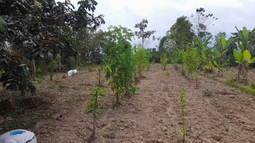Plantation land with mountain and valley views in Baturiti Bali - Image 7 of 10
