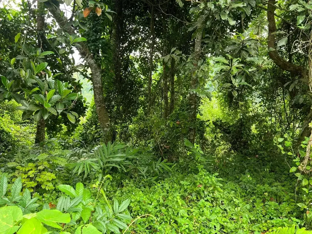 Exceptional Leasehold Land in Ubud - 19 Are Prime Land with Peaceful Jungle View near Ubud Center - Image 7 of 10