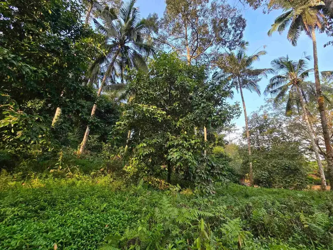 Murah tanah los sungai bebatuan kebun manggis dan durian siap panen di bali - Image 6 of 10