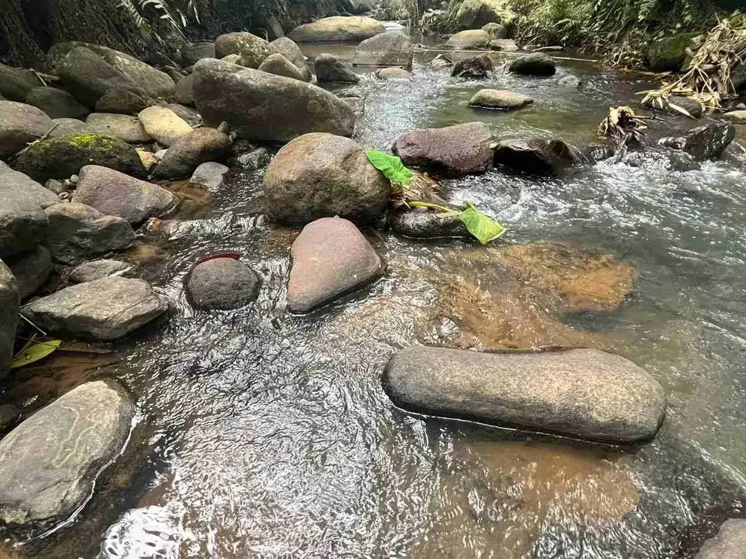 jual tanah kebun kopi Los sungai view sawah di pupuan tabanan bali. - Image 3 of 10