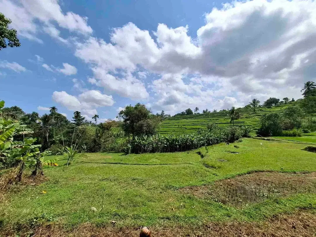 tanah kebun strategis dekat fasilatas umum dan tempat wisata mendapatkan view sawah terasering - Image 2 of 10