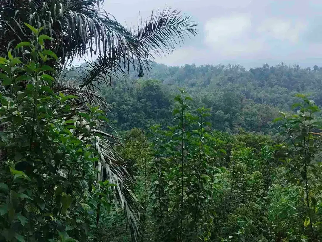 Tanah 39 Ha Los Sungai Ayung Tembus Ubud - Image 6 of 7