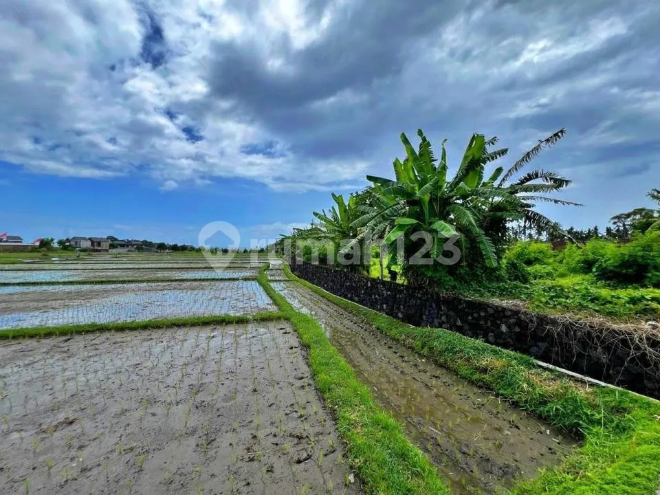 Jual Tanah Premium di Kebo Iwa, Denpasar Barat - Image 3 of 3