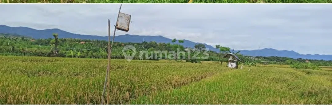 Kavling Pertanian di Buleleng Bali - Image 4 of 4